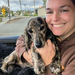 Muxus - Cream male Dachshund puppy in Central Point, Oregon from MRS Long Dog Ranch