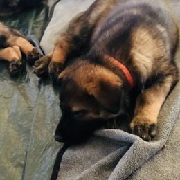 German Shepherd Puppies from Stephanie hoffman german shepherds