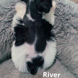 River - Parti male Miniature Schnauzer puppy in Kentucky from Mrs Bs Teeny Schnauzers & Doodles