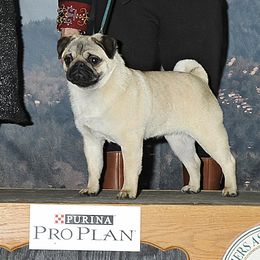 Tabitha - Pug