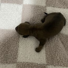 Brownie - Brindle male Dachshund puppy in Yelm, Washington from Hughes' Doxies