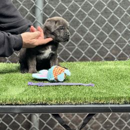 Purple - Gray brindle female Cane Corso puppy in Pollock Pines, California from Capitol City Cane Corso