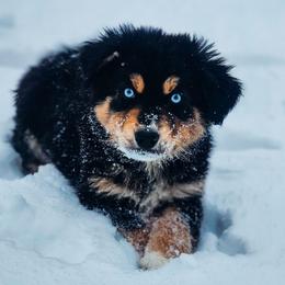 Tiana - full tail - Black tri female Miniature Australian Shepherd puppy in Mc Alester, Oklahoma from Angel's Aussies