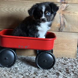 BTF - Black tri female Toy Australian Shepherd puppy in Lexington, Nebraska from Osborne's Aussies