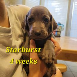 Starburst - Blue female Weimaraner puppy in Kingwood, Texas from Desert Rose Weimaraners