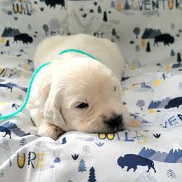 Mr. Teal - Light golden male Golden Retriever puppy in Campton, Kentucky from ElkRidge Goldens