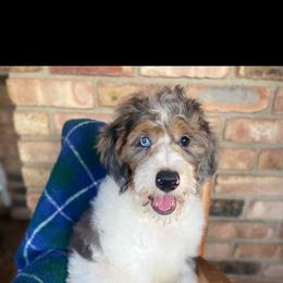 Ruger - Aussiedoodle