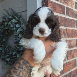 Yellow - male Cocker Spaniel puppy in Jenks, Oklahoma from Northstar Shih Tzu