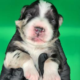 Raven3Girl2- BMF,LONGtail,AKC,OFAs,Genetics - Blue merle female Australian Shepherd puppy in South Hill, Virginia from Silverside Aussies LLC