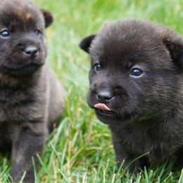 Kai Ken Puppies from Hayaikaze Kai Ken