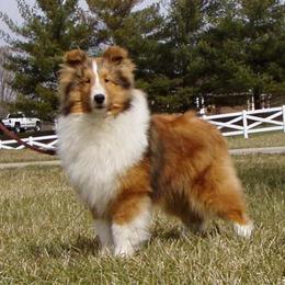 "Butler" Shetland Sheepdog Puppies from Acres Flats Shelties