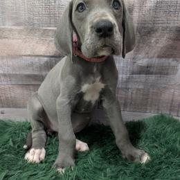 Cera - Blue female Great Dane puppy in Bay City, Michigan from Monarch Danes