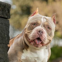 Baker - American Bully
