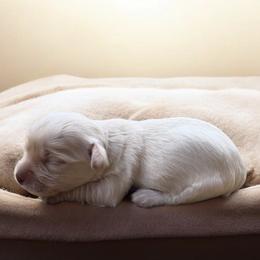 Romeo - White male Havanese puppy in Cadwell, Georgia from Hashtag Havenese
