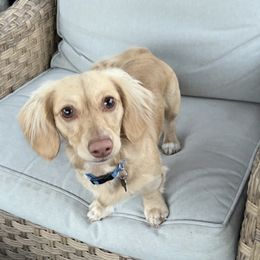 Duke - Dachshund