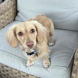 Duke - Dachshund