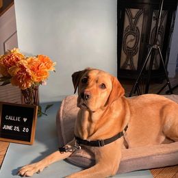 callie - Labrador Retriever