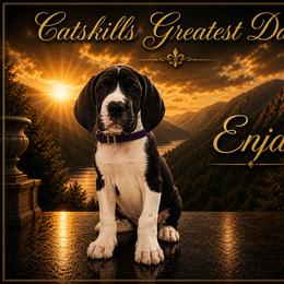 Enja - Mantle female Great Dane puppy in Liberty, New York from Catskills Greatest Danes