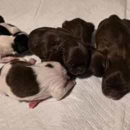 Jeanette - Chocolate female Shih Tzu puppy in Brighton, Missouri from Morningstar's Shih Tzu