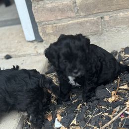 Cavapoo and Shihpoo Puppies from Haus of Doodles