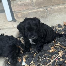 Cavapoo and Shihpoo Puppies from Haus of Doodles