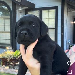 Orange Collar - Black male Labrador Retriever puppy in Galt, California from On My Side Kennels