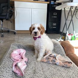 Jasmine - Parti female Goldendoodle puppy in Sugarcreek, Ohio from True Hearted Doodles