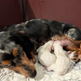 Girl 1 - Piebald female Dachshund puppy in Mt. Sterling, Illinois from Doxie Do's