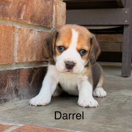 Darrel - Black tan and white male Beagle puppy in Mansfield, Missouri from Rippee Creek Kennel