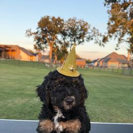 Girl 3 - Tri-color female Bernedoodle puppy in Paradise, Texas from Diamond Z Poodles & Doodles