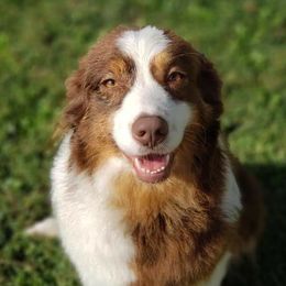 Gizmo - Australian Shepherd