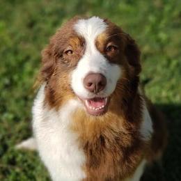 Gizmo - Australian Shepherd