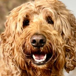 Freddie - Goldendoodle