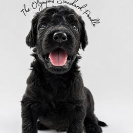 Tumnus - Silver male Poodle puppy in Spring Hills, Florida from The Olympus Standard Poodle
