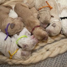 Bernedoodle and Goldendoodle Puppies from Gold Diamond Pup