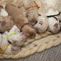 Bernedoodle and Goldendoodle Puppies from Gold Diamond Pup