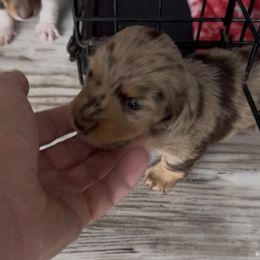 Mando - Dapple male Dachshund puppy in Mount Airy, North Carolina from Mayberry Dachshunds