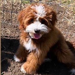 Teddy - Goldendoodle