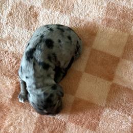 Phillip - male Cocker Spaniel puppy in Indiana from muddy boots cocker spaniels and cockapoos