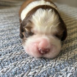 Papaya - Red and white female English Springer Spaniel puppy in Kellyton, Alabama from Wildwood