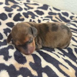 Black Mask Dapple - Dapple male Dachshund puppy in Honolulu, Hawaii from A&A Mini Dachshunds