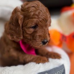 Hazelnut (Hazel) Orange - Red  female Goldendoodle puppy in Toledo, Ohio from Avery Doodle Day LLC