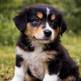 Porter - Black tri-color male Australian Shepherd puppy in Wrightstown, New Jersey from Hartzland Farm Australian Shepherds