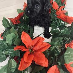 Havana Silk Dog Puppies from Joyful Heart Silks