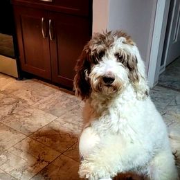 Reynolds - Labradoodle