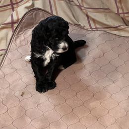 Poodle Puppies from Amanda Winrotte