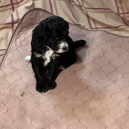 Poodle Puppies from Amanda Winrotte