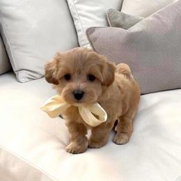 BENTLEY - Apricot male Maltipoo puppy in Spring, Texas from GlamPaw Maltipoos