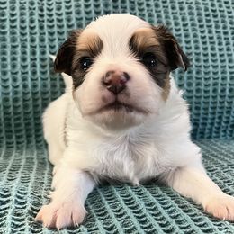 Boy 1 - Brown and white Papillon puppy in Las Vegas, Nevada from Limited Run Papillons