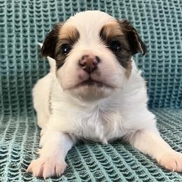 Boy 1 - Brown and white Papillon puppy in Las Vegas, Nevada from Limited Run Papillons